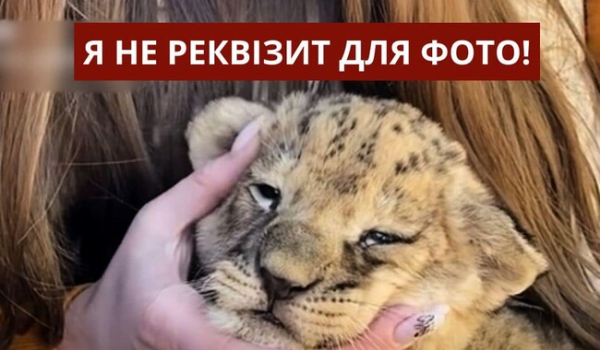 Зоозащитники обратились в полицию из-за фото львят в зверинце - Общество