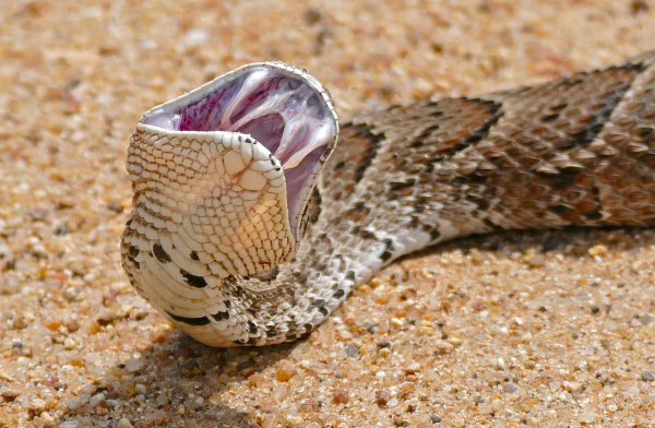 На Житомирщине людей испугала редкая змея ценой в две тысячи долларов - Общество