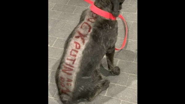У Польщі чоловік поголив пса і написав на його спині ...