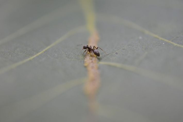 
Восемь натуральных продуктов, которые помогут выгнать муравьи из дома - Новости Мелитополя
