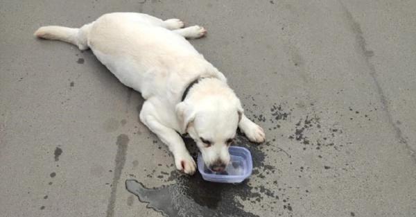Одесские патрульные спасли собаку, которую хозяйка закрыла в автомобиле - Общество