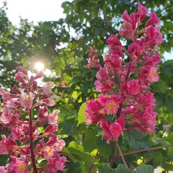 В Запорожье расцвела аллея розовых каштанов  - Общество