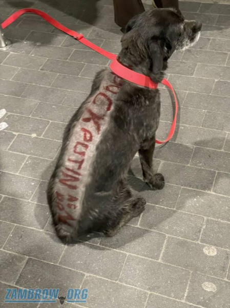 У Польщі чоловік поголив пса і написав на його спині ...