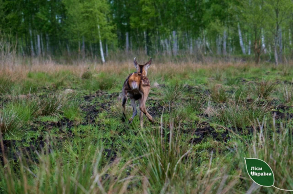 В лесхозе на Волыни родились оленята, которых вскоре отпустят на волю - Общество