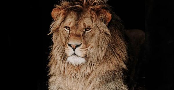Из Краматорска эвакуировали льва, которого хозяева оставили на произвол судьбы - Общество