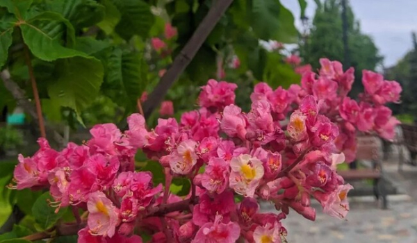 В Запорожье расцвела аллея розовых каштанов  - Общество