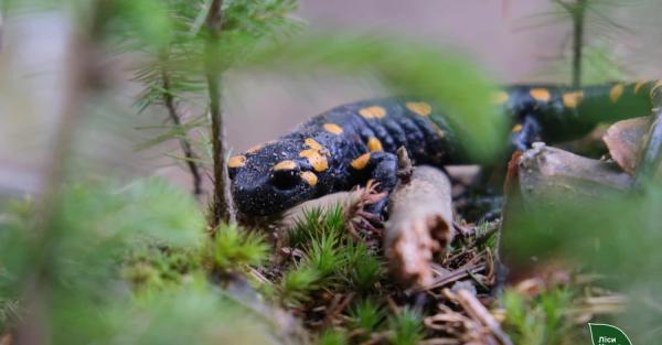 В горах Буковины сфотографировали редкую саламандру - Общество