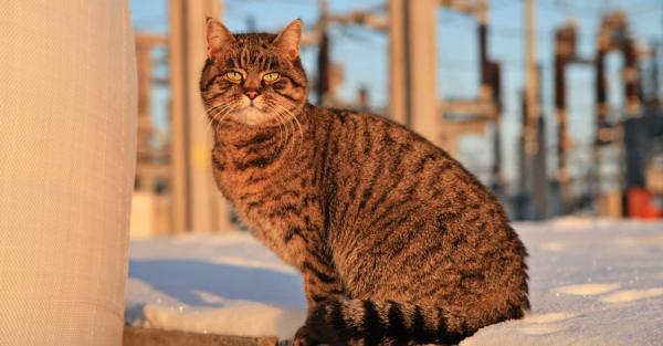 В "Укрэнерго" показали кошку, которая 9 лет живет на разрушенной россиянами подстанции - Общество