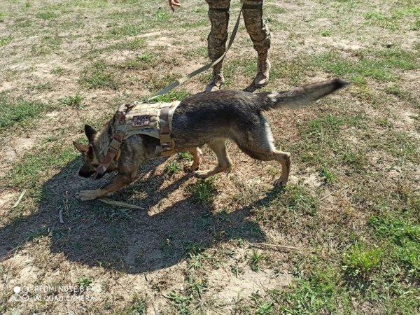 У Дніпрі знайдено оголонене тіло вбитої жінки, вбивцю розшукав службовий пес. ФОТО | новини Дніпра