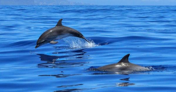 Британская разведка заявила, что РФ привлекла к охране кораблей в Севастополе дельфинов - Общество