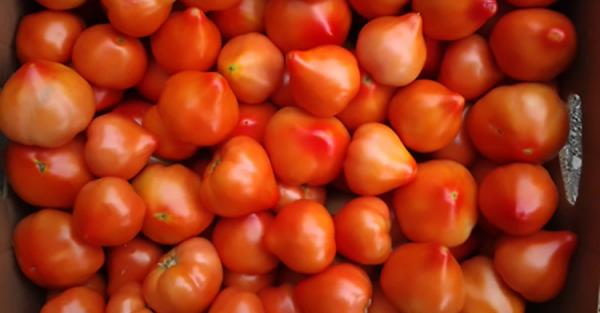 Томатная долина на Закарпатье: Из-за отсутствия херсонских - наши помидоры забирают подчистую - Общество