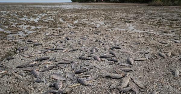 В нескольких областях Украины начался мор рыбы из-за подрыва Каховской ГЭС - Общество