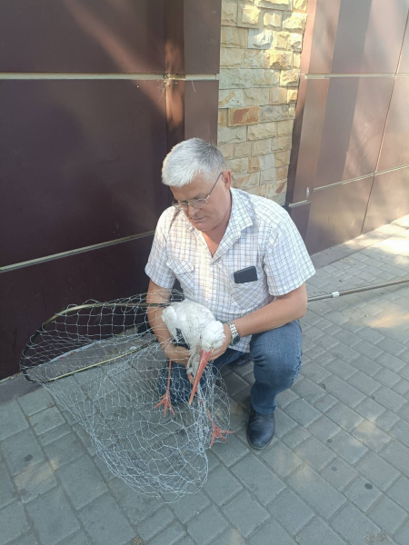 На одесский вокзал прилетел аист - птицу передали в зоопарк - Общество
