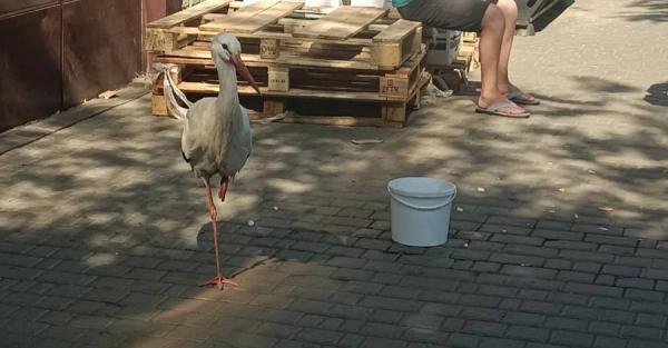 На одесский вокзал прилетел аист - птицу передали в зоопарк - Общество