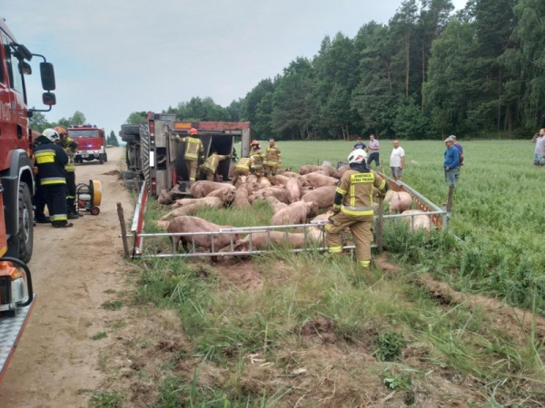 У Польщі водій фури “розсипав” свиней на дорозі. ...