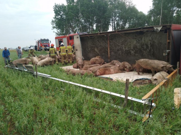 У Польщі водій фури “розсипав” свиней на дорозі. ...