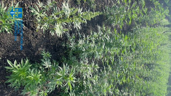 На Дніпропетровщині судитимуть ділків, які вирощували коноплі та збували марихуану. ФОТО | новини Дніпра