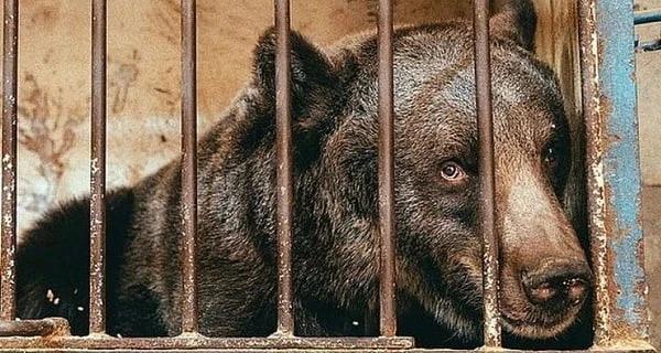 Полиция завела криминальное дело из-за плохих условий содержания медведя в Хмельницком парке  - Общество