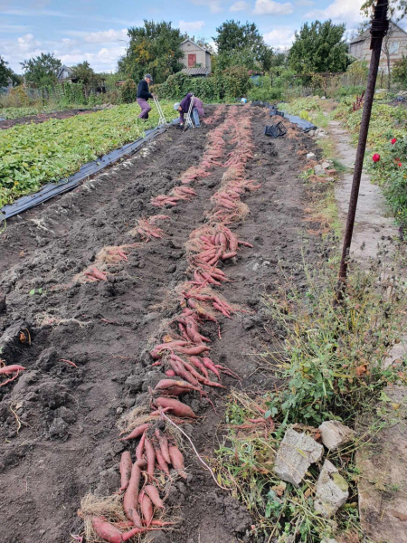 Вкуснее и полезнее картошки: Жительница Кривого Рога выращивает на огороде батат - Общество