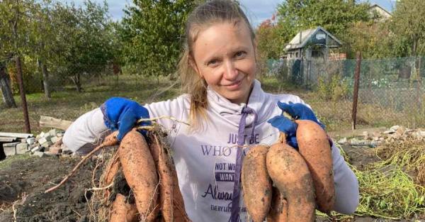 Вкуснее и полезнее картошки: Жительница Кривого Рога выращивает на огороде батат - Общество