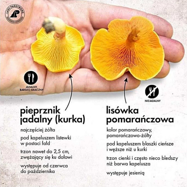 Якщо ви збираєте гриби у Польщі - зважайте на ...