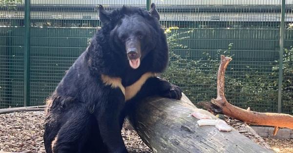 Медведь из Ямполя, которого спасли украинские военные, отправится в Шотландию - Общество