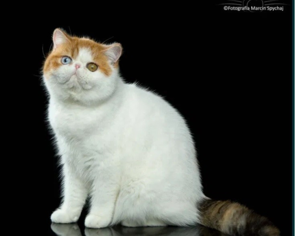 Унікальні та незвичайні: 20 найдорожчих котів, яких ...