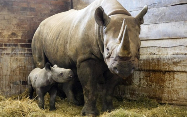 
В австрийском зоопарке после ужасного нападения носорога погибла женщина - Новости Мелитополя. РІА-Південь
