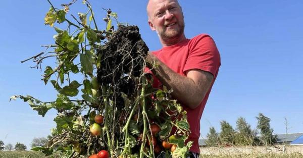В Одесской области вырастили куст томатов со 192 плодами - Общество