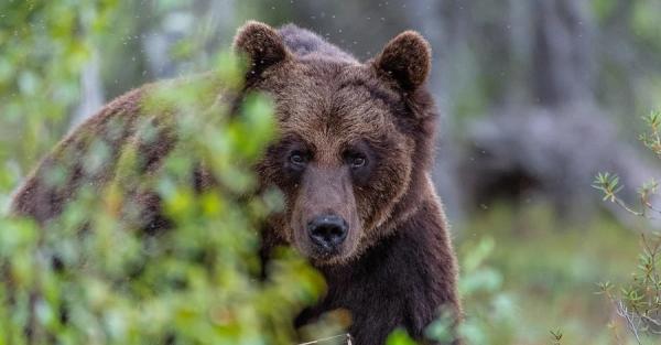 В Украине участились встречи с медведями – вернулись в места, где их не было сто лет - Общество