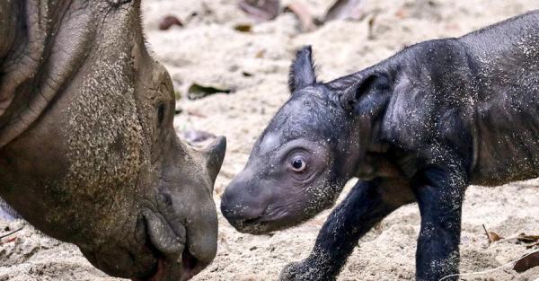 В Индонезии родился суматранский носорог – животных этого вида в мире осталось менее 100 - Общество