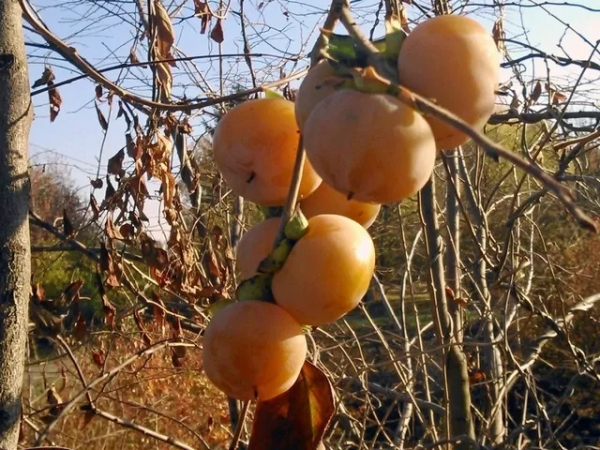Китайский персик из Украины: наша хурма сладкая как испанская и не боится морозов - Общество