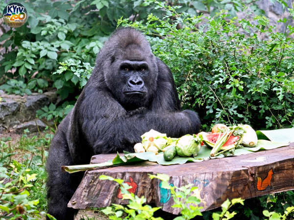 Единственной горилле в Украине Тони исполнилось 49 лет - Общество