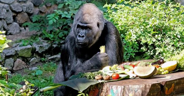 Единственной горилле в Украине Тони исполнилось 49 лет - Общество