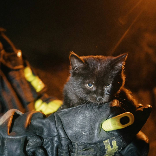 В Киеве спасли котенка и щенка во время пожара в частном доме - Общество