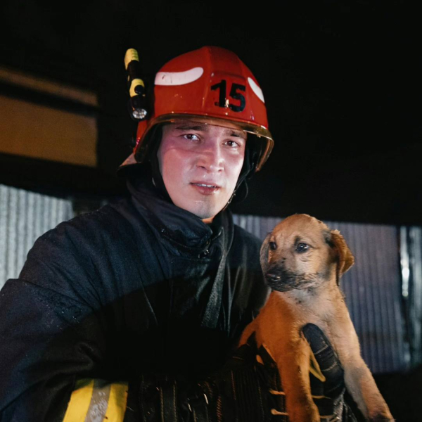 В Киеве спасли котенка и щенка во время пожара в частном доме - Общество