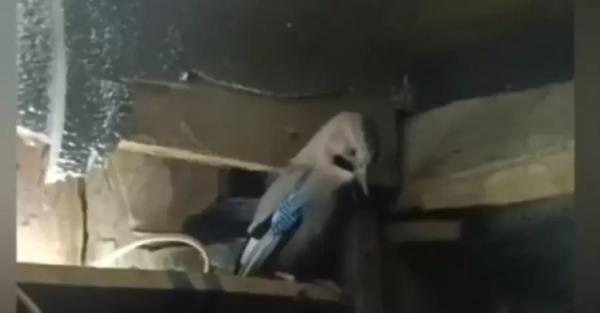 Украинский военный спас птицу, которая повисла на растяжке  - Общество