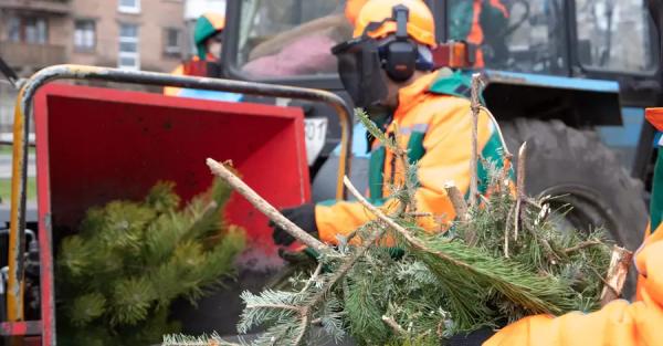 В январе в Киеве заработают пункты приема елок - Общество