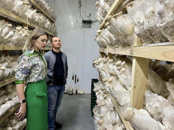 На вкус среднее между вешенкой и белым грибом: как в Черкассах выращивают грибы эринги - Общество