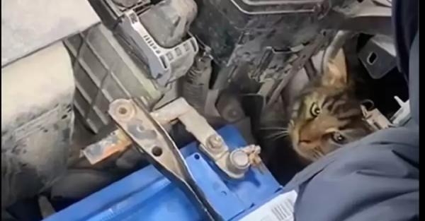 В Одессе из-зпод капота автомобиля спасли котенка - Общество