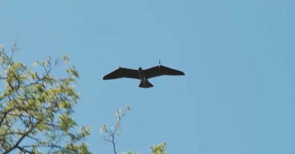 В Нидерландах разработали дрон, напоминающий живого орла - Общество
