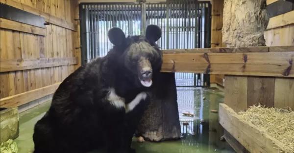 Медведя Ямполя перевезли в зоопарк Шотландию - Общество