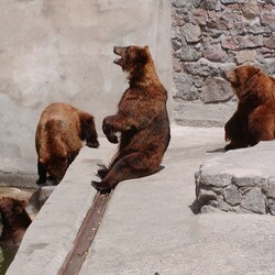 В Николаевском зоопарке отпраздновали день рождения камчатских братьев-медведей - Общество