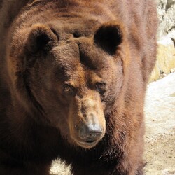 В Николаевском зоопарке отпраздновали день рождения камчатских братьев-медведей - Общество