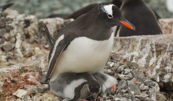 Украинские полярники показали пингвинят, растущих возле "Вернадского" - Общество