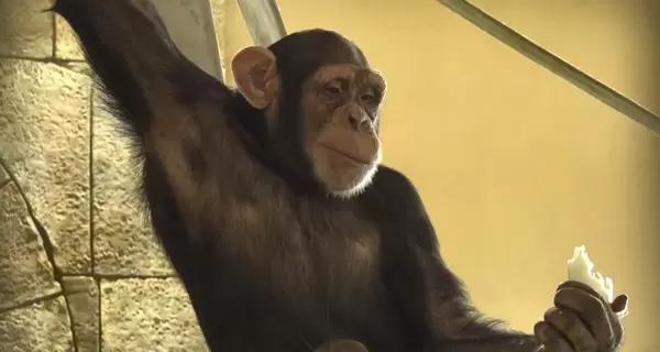  В "Фельдман экопарк" под Харьковом вернули пять шимпанзе - Общество