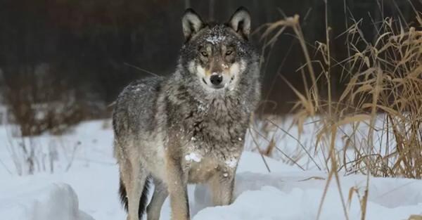 Опасны ли расплодившиеся из-за войны волки – мнения зоологов и охотников - Общество