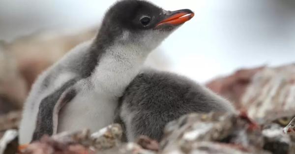Украинские полярники показали удивительные кадры малышей антарктических пингвинов - Общество