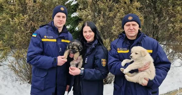 В Харьковской области бойцы ГСЧС спасли двух щенков - Общество