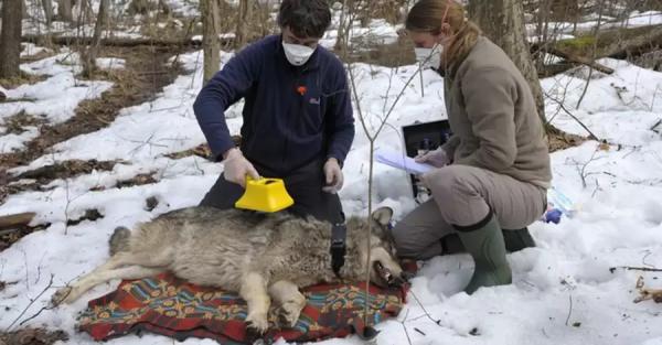 У чернобыльских волков-мутантов обнаружили противораковые способности - Общество